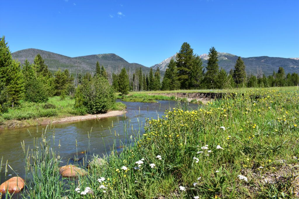 Colorado River wildflowers